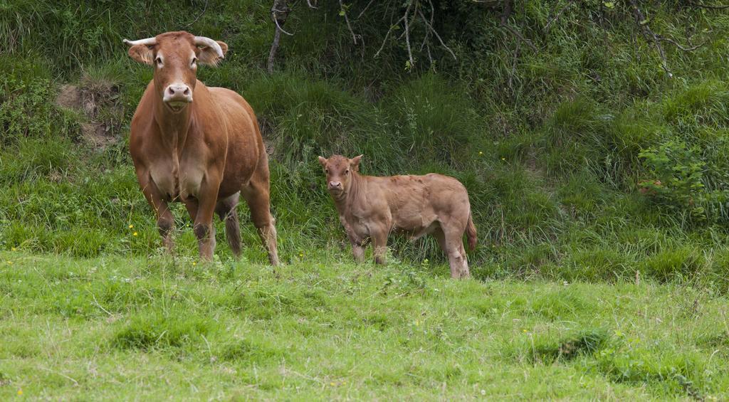 Agroturismo Ibarre アンツオラ エクステリア 写真
